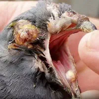 کبوتر بخونید