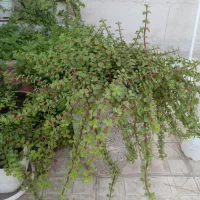 گل باگلدان گل کلاسوریا خرفه ای