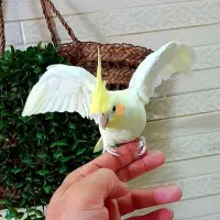 عروس نر سخنگو بالغ و دستی
