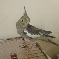 عروس پاریس ماده