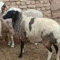 میش افشاری حامله