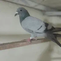 کبوتر دوبر