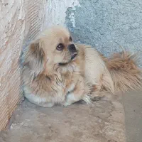 سگ پیکینز