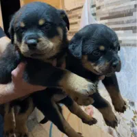 روتوایلر|سگ|شیراز, بهارستان|دیوار