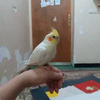 این عروس هلندی امروزظهر گم شده