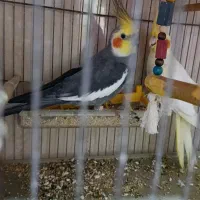 جفت عروس هلندی|پرنده|گرگان, |دیوار