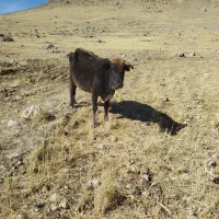 گاو حامله|حیوانات مزرعه|کاکاوند, |دیوار