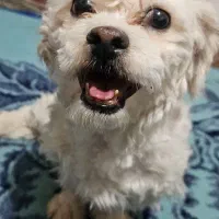 شیتزو ماده برای کشش