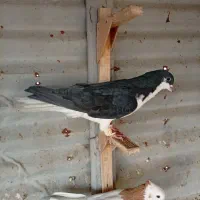 کبوتر کفتر|پرنده|شیراز, شیشه‌گری|دیوار