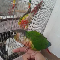 گرینچیک جفت