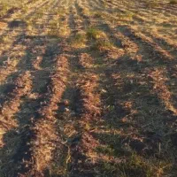 6000متر زمین کشاورزی باآب چاه موتور|اجارهٔ دفتر صنعتی، کشاورزی، تجاری|مشهد, هفده شهریور|دیوار