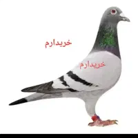 کبوتر پلاکی