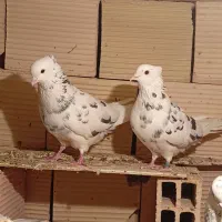 کبوتر پرشی خوشگل بدون غلط