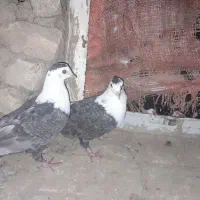 کفتر پرشی کربلی|پرنده|قوچان, |دیوار