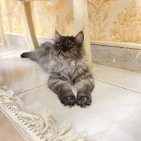 گربه پرشین بلو