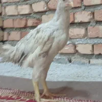 جوجه لاری|حیوانات مزرعه|خان ببین, |دیوار