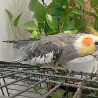 عروس هلندی نر