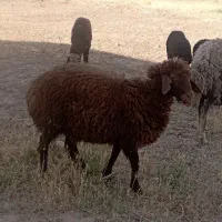 بره نر فروش فوری زیر قیمت هم کشتاری وپرواری