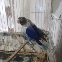 ۳ جفت کوتوله درجه یک|پرنده|نصر آباد, |دیوار