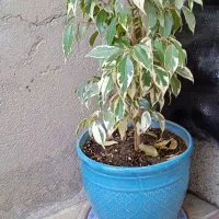 درختی|گل و گیاه طبیعی|سقز, |دیوار