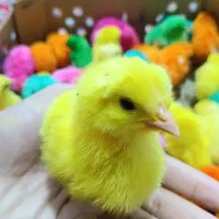 جوجه|حیوانات مزرعه|معمولان, |دیوار