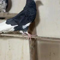 کبوتر شازده|پرنده|اصفهان, باغ فدک|دیوار