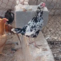 فروش مرغ و خروس گلین|حیوانات مزرعه|جم, |دیوار