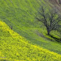 حراج سه عدد خط همراه اول -کم کارکرد و خوش ریتم