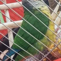 طوطی گرینچیک ۶ ماهه|پرنده|مشهد, ایثار|دیوار