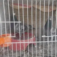 کبوتر پلاکی