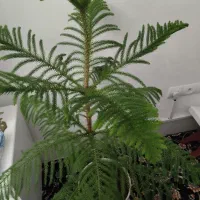 گل کاج مطبخ