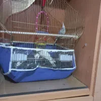 عروس هلندی نرو ماده