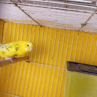 مرغ عشق جفت