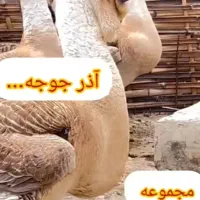 دستگاه جوجه کشی از من تخم نطفه دار از شما|خدمات پیشه و مهارت|آستانه سرا, |دیوار