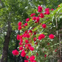 راهنمایی کنید
