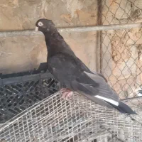 کفتر چند جفت|پرنده|اهواز, امانیه|دیوار