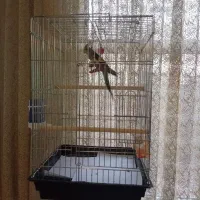 عروس هلندی خاکستری گمشده|پرنده|هشتگرد, شهرک آپادانا|دیوار