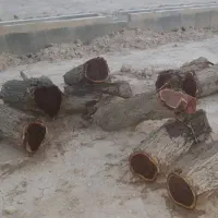 چوب کهور و ریشه کهور|صنایع دستی و سایر لوازم تزئینی|اهواز, کوروش|دیوار