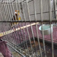 سهره قناری دهن دار