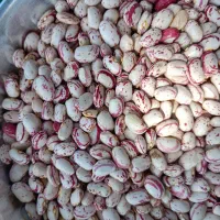 لوبیا چیتی
