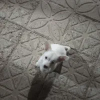 سگ پاکوتاه نژاد جک راسل