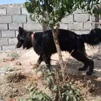 ژرمن شولاین|سگ|بم, |دیوار