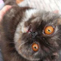 گربه|گربه|مهاباد (آذربایجان غربی), |دیوار