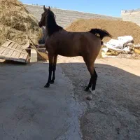 اسب دره شوری|اسب و تجهیزات اسب‌سواری|سلماس, |دیوار