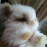 خرگوش کوچولو|موش و خرگوش|شهریار, بکه|دیوار