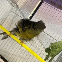 قناری فر ماده اماده|پرنده|رشت, نیکمرام|دیوار