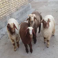 بره چاق و تمیز۱نر و۳ماده