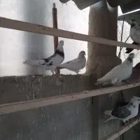 کفتر|پرنده|بهارستان, |دیوار