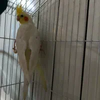 عروس هلندی نر|پرنده|تهران, قیام|دیوار