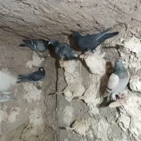 کفتر پلاکی و بهبهانی.وشهری|پرنده|ارسنجان, |دیوار